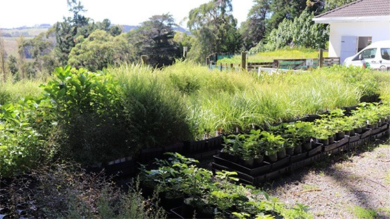 Native plants grown for future planting at the Atui Creek Nursery.